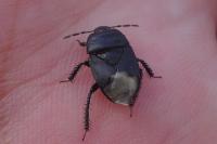 Cydnus aterrimus