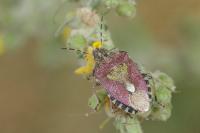 Dolycoris baccarum