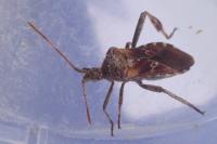 Leptoglossus occidentalis