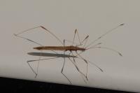 Neides tipularius