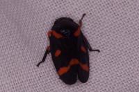 Cercopis intermedia