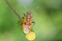 Corizus hyoscyami