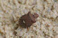 Dyroderes umbraculatus