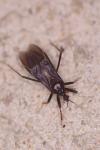 Reduvius personatus