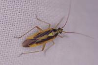 Stenotus binotatus