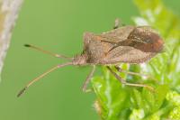 Coreus marginatus