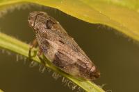 Aphrophora alni