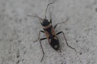 Raglius confusus