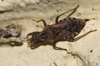 Coranus griseus