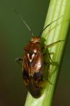 Lygus pratensis