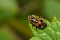 Lygus pratensis