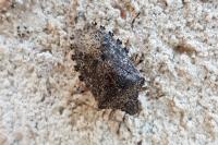 Rhaphigaster nebulosa