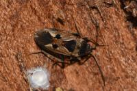 Rhyparochromus vulgaris