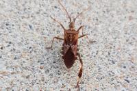 Leptoglossus occidentalis