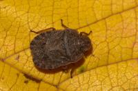 Sciocoris homalonotus