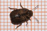Sciocoris homalonotus