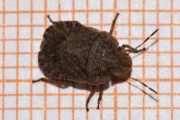 Sciocoris homalonotus