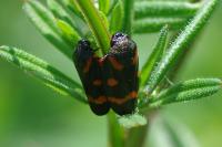 Cercopis intermedia