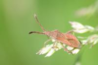 Coriomeris