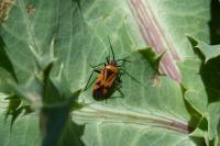 Brachycoleus triangularis