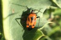 Brachycoleus triangularis