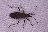 Dicranocephalus agilis