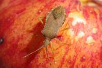 Gonocerus acuteangulatus