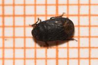 Ochetostethus