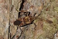 Leptoglossus occidentalis
