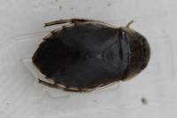 Ilyocoris cimicoides