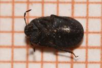 Ochetostethus
