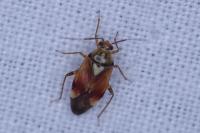Lygus pratensis