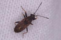 Peritrechus gracilicornis