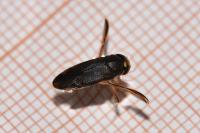 Hesperocorixa sahlbergi