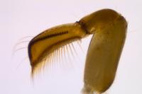 Hesperocorixa sahlbergi
