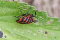 Graphosoma italicum