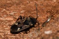 Rhyparochromus vulgaris