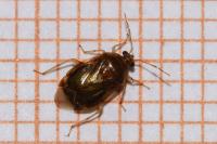 Deraeocoris lutescens