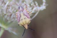 Carpocoris purpureipennis