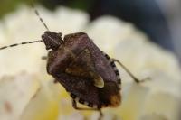 Dolycoris baccarum