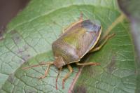 Piezodorus lituratus