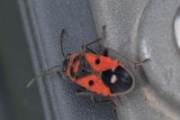Melanocoryphus albomaculatus