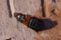 Prostemma guttula