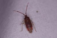 Pantilius tunicatus