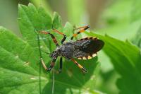 Rhynocoris annulatus