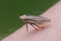 Philaenus spumarius