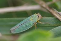 Cicadella viridis