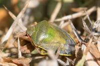 Piezodorus lituratus