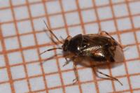 Deraeocoris lutescens