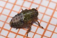 Issus coleoptratus